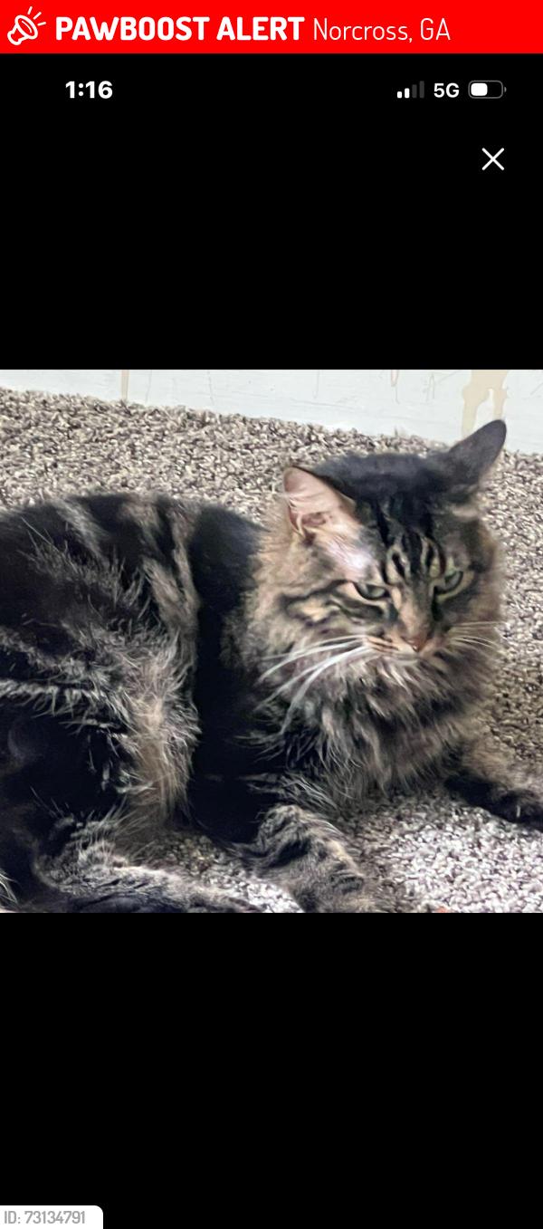 Lost Male Cat last seen Near s Berkeley Lake Rd, Norcross, GA 30071