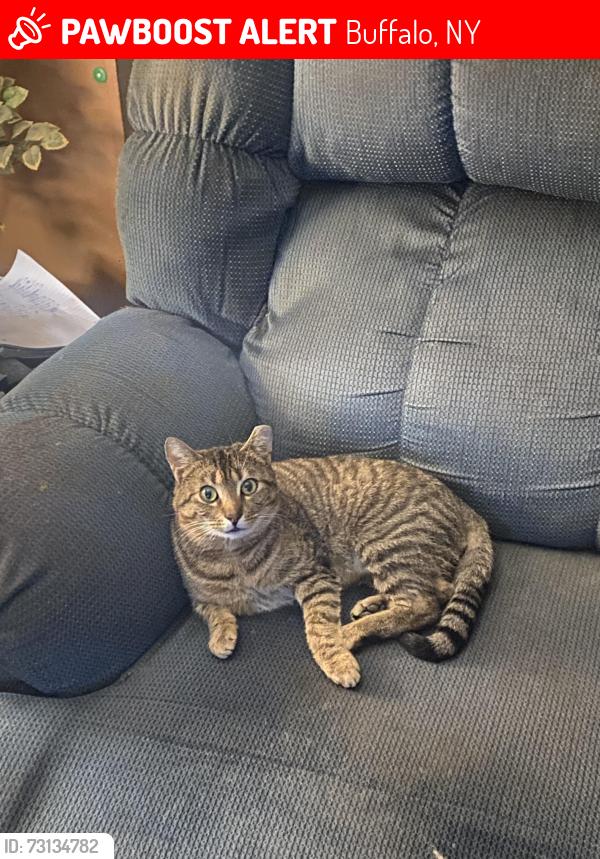 Lost Male Cat last seen Seneca and Bailey, Buffalo, NY 14210