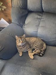 Lost Male Cat last seen Seneca and Bailey, Buffalo, NY 14210