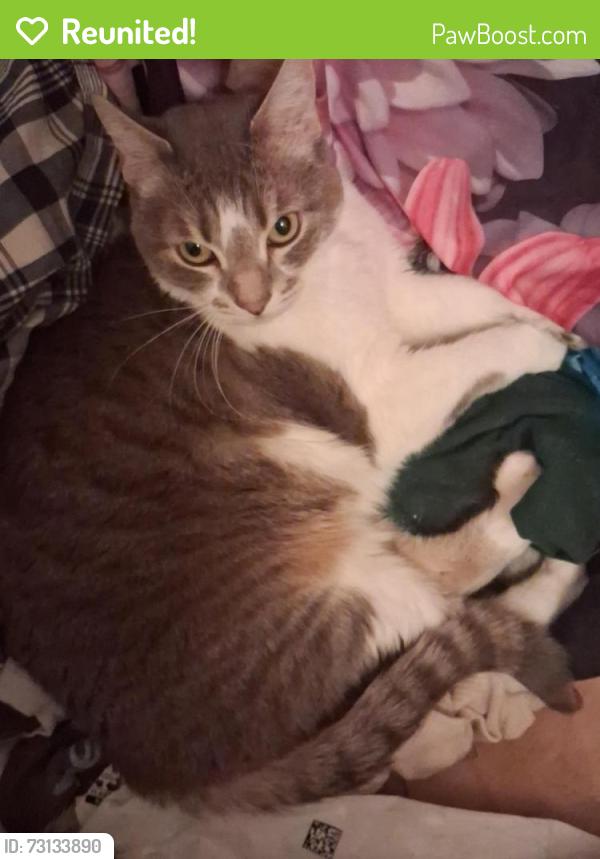 Reunited Female Cat last seen The View At Catalina, building 5 around 1pm, Tucson, AZ 85715