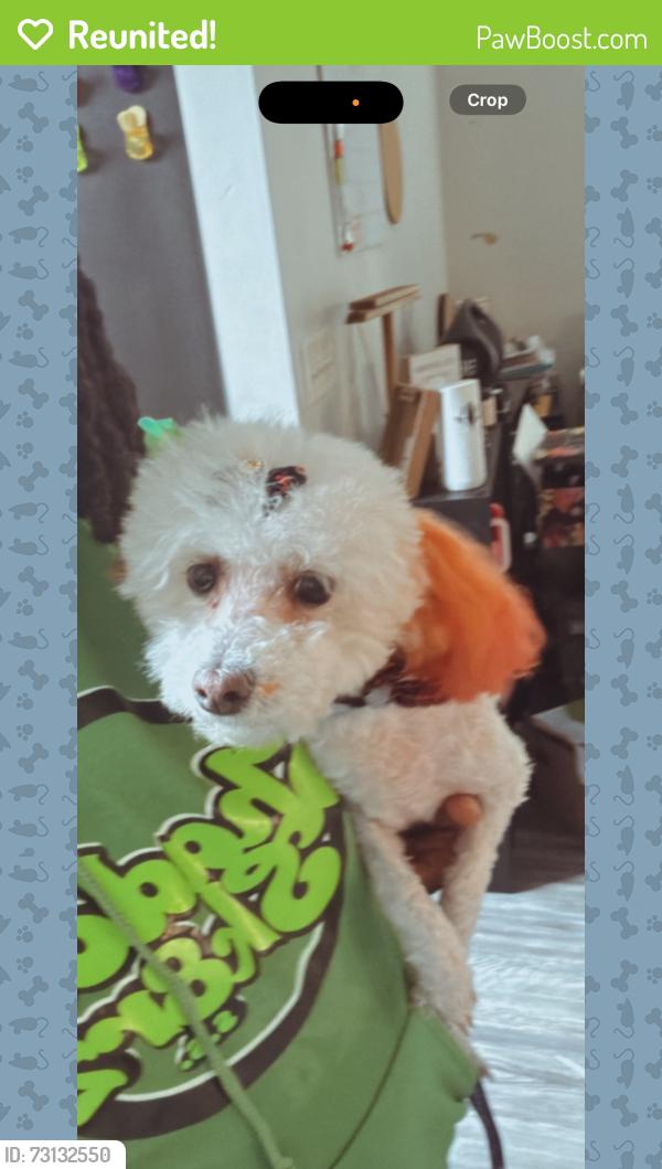 Reunited Female Dog last seen Franklin Rd and Edgewood, Indianapolis, IN 46239