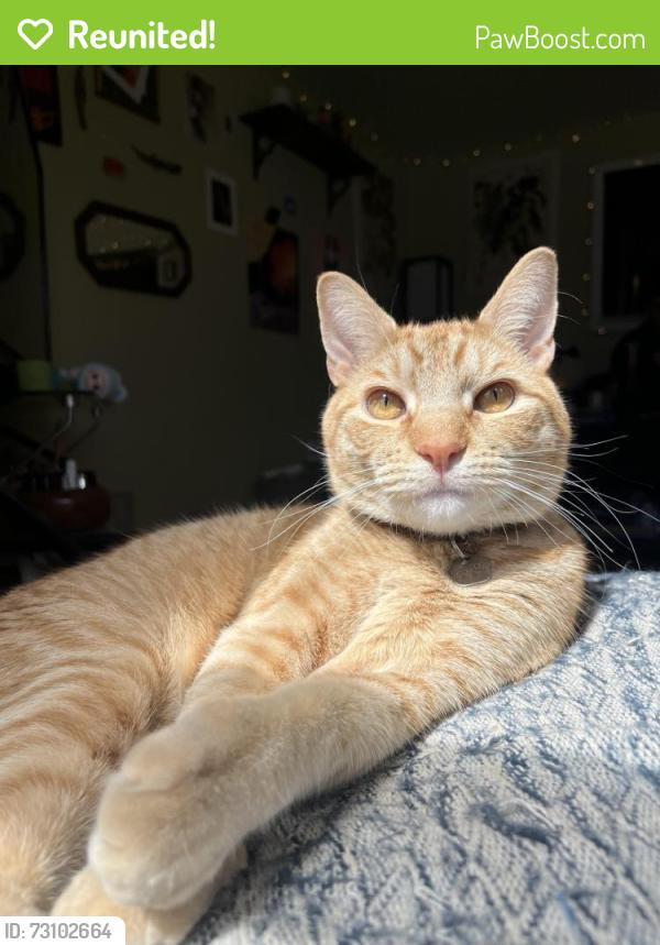 Reunited Male Cat last seen Corner of Emerson and Melbourne St. Near the eastern prom, Portland, ME 04101