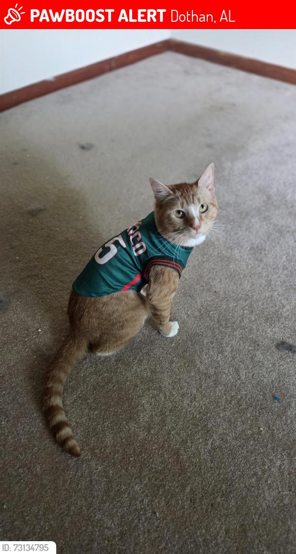 Lost Male Cat last seen Forever wild trail, Dothan, AL 36305