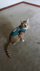 Lost Male Cat last seen Forever wild trail, Dothan, AL 36305