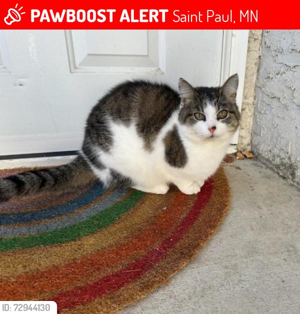 Lost Female Cat last seen Osage St and Victoria St N, Saint Paul, MN 55117