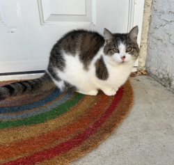 Lost Female Cat last seen Osage St and Victoria St N, Saint Paul, MN 55117