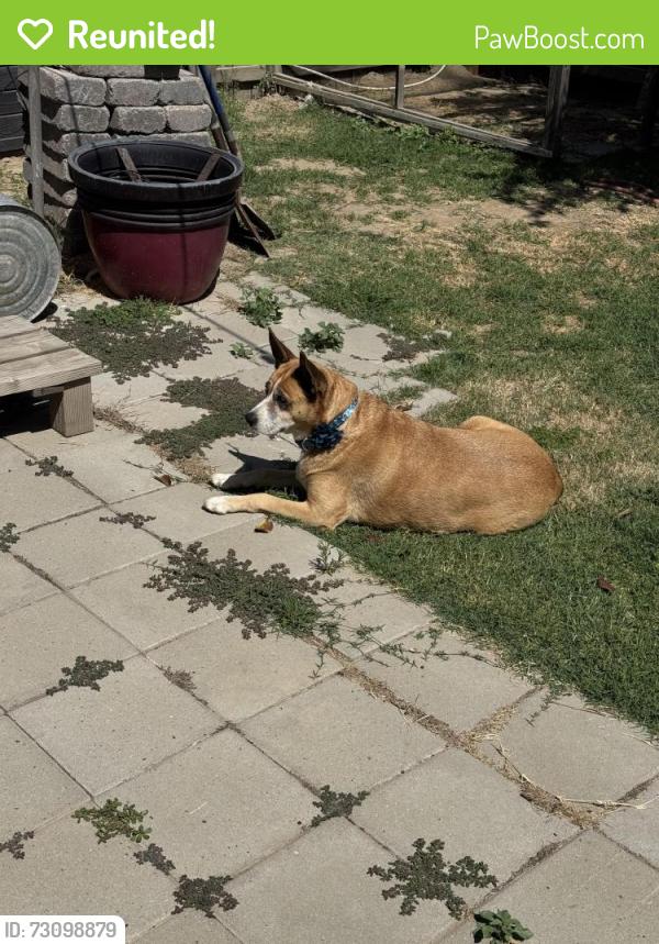 Reunited Female Dog last seen Lassen & Dakota, Kerman, CA 93630