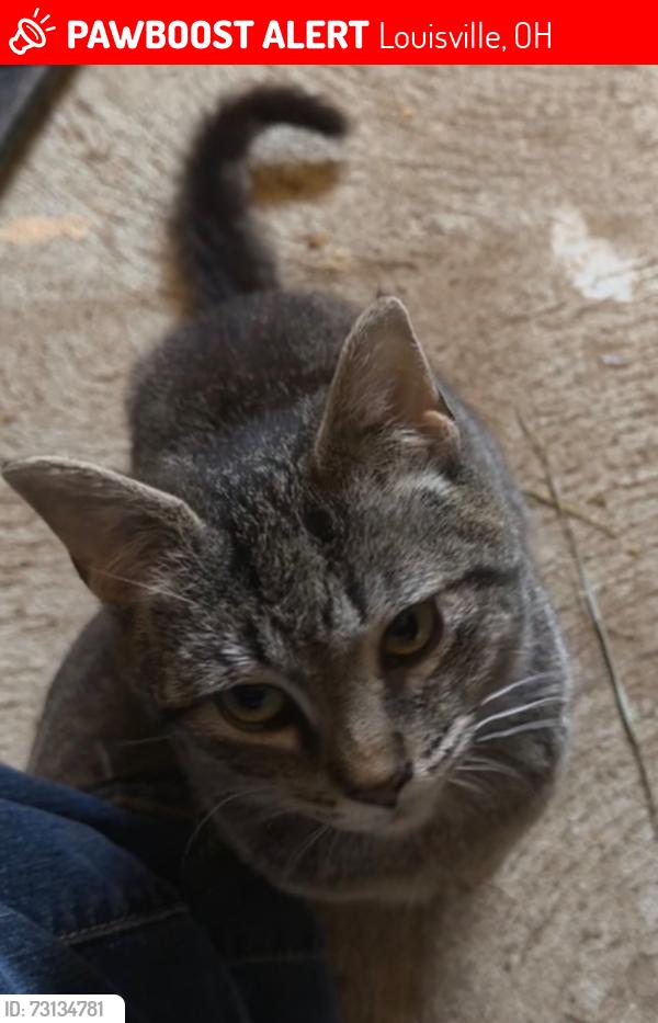 Lost Male Cat last seen Maplegrove And Swallen, Louisville, OH 44641