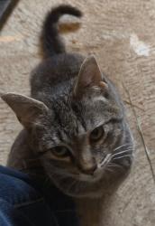 Lost Male Cat last seen Maplegrove And Swallen, Louisville, OH 44641