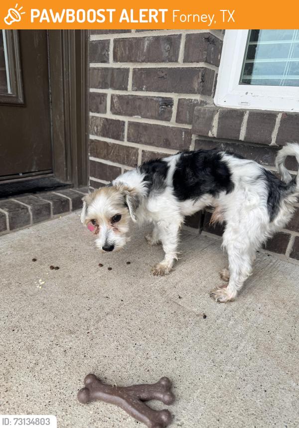 Found/Stray Male Dog last seen Reeder rd and Royal springs dr, Forney, TX 75126