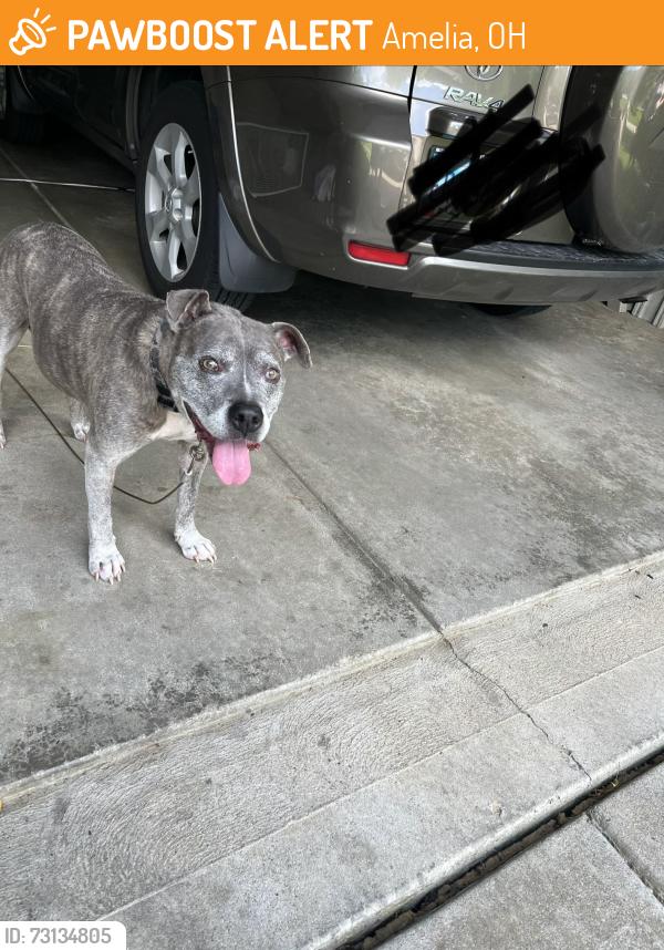 Found/Stray Male Dog last seen Amelia Olive Branch and Judd Road, Amelia, OH 45102