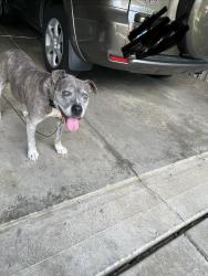 Found/Stray Male Dog last seen Amelia Olive Branch and Judd Road, Amelia, OH 45102