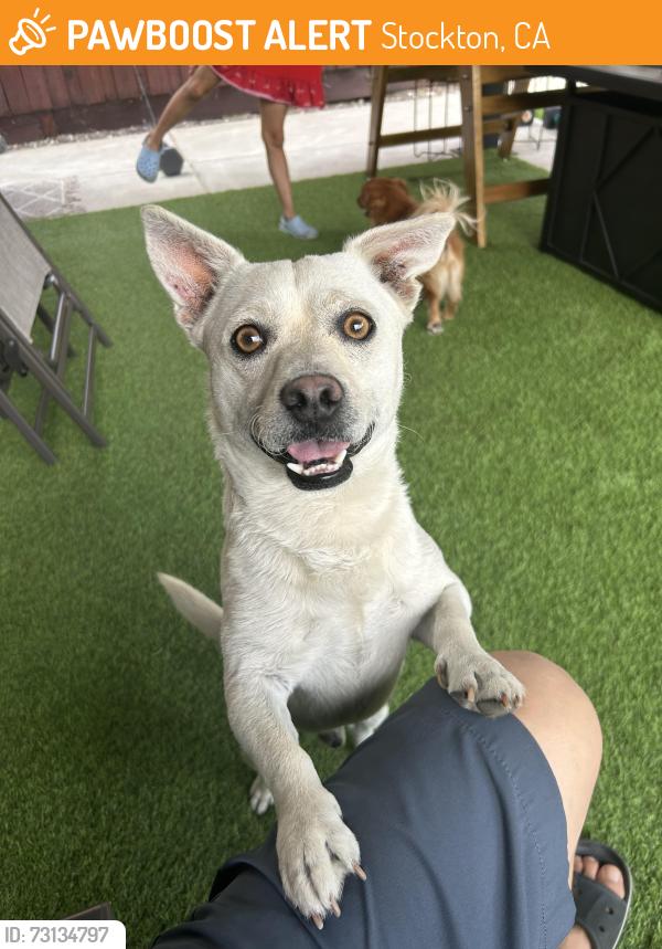 Found/Stray Male Dog last seen Stockton CA, Stockton, CA 95202