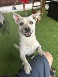 Found/Stray Male Dog last seen Stockton CA, Stockton, CA 95202