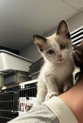 Shelter Stray Female Cat last seen PAGEDALE,63133, 10521 Baur Blvd, Olivette, MO 63132, USA
