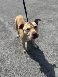 Shelter Stray Male Dog last seen Near BLOCK W 60TH ST, 3599 NW 79th Ave, Doral, FL 33122, USA