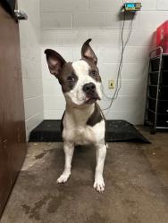 Shelter Stray Male Dog last seen ST CYR DR/ROBLEY DR,63136, 10521 Baur Blvd, Olivette, MO 63132, USA