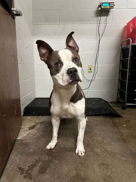 Shelter Stray Male Dog last seen ST CYR DR/ROBLEY DR,63136, 10521 Baur Blvd, Olivette, MO 63132, USA