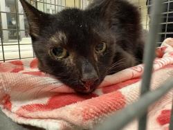 Shelter Stray Male Cat last seen Near BLOCK W LOOMIS RD, 3839 W Burnham St, West Milwaukee, WI 53215, USA
