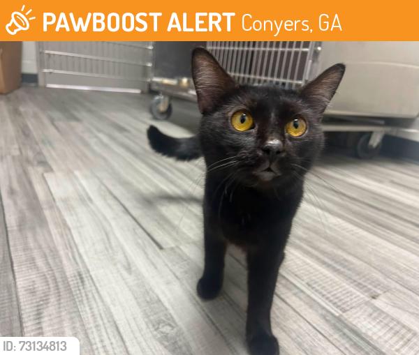 Found/Stray Female Cat last seen Located at Rockdale County Animal Service, 1506 Rockbridge Road, Conyers, GA 30012, Conyers, GA 30012