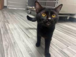 Found/Stray Female Cat last seen Located at Rockdale County Animal Service, 1506 Rockbridge Road, Conyers, GA 30012, Conyers, GA 30012