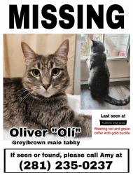 Lost Male Cat last seen Fm 762, fort bend library, veranda, Richmond, TX 77469