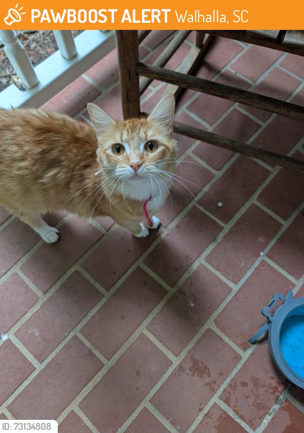 Found/Stray Female Cat last seen Lakeshore Drive Walhalla SC, Walhalla, SC 29691