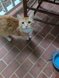 Found/Stray Female Cat last seen Lakeshore Drive Walhalla SC, Walhalla, SC 29691