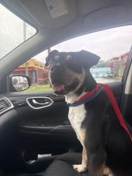 Found/Stray Male Dog last seen The parkway, Birmingham, AL 35206