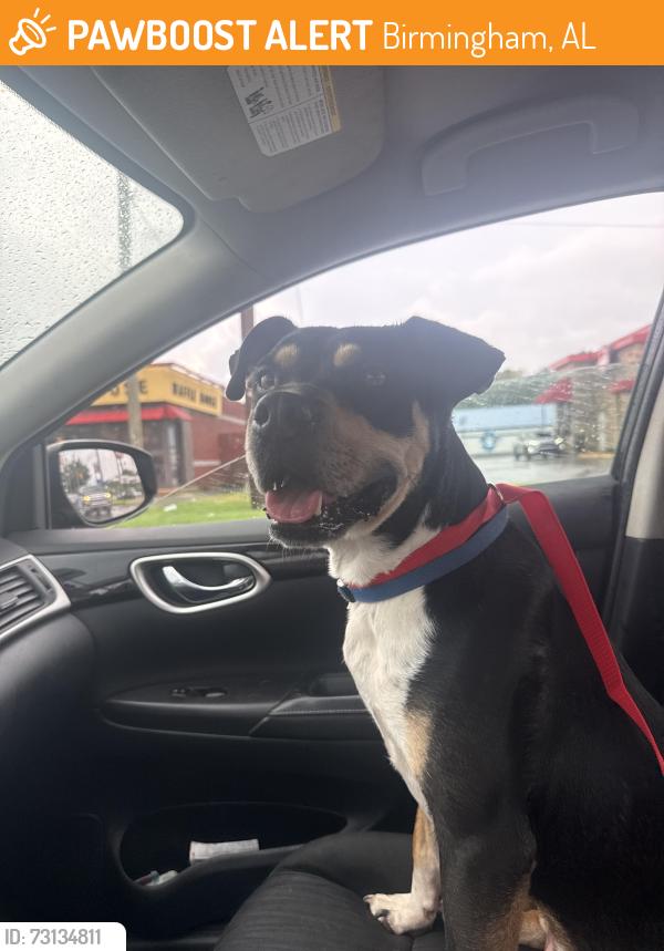 Found/Stray Male Dog last seen The parkway, Birmingham, AL 35206