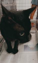 Shelter Stray Male Cat last seen , 1850 W 60th St, Los Angeles, CA 90047, USA