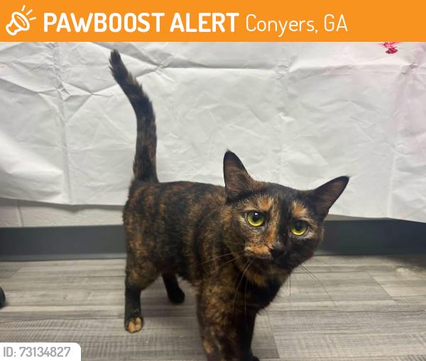 Found/Stray Female Cat last seen Located at Rockdale County Animal Service, 1506 Rockbridge Road, Conyers, GA 30012, Conyers, GA 30012