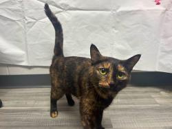 Found/Stray Female Cat last seen Located at Rockdale County Animal Service, 1506 Rockbridge Road, Conyers, GA 30012, Conyers, GA 30012
