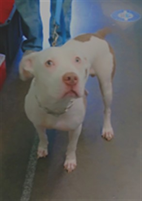 Shelter Stray Male Dog last seen , 1850 W 60th St, Los Angeles, CA 90047, USA