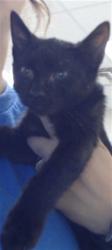 Shelter Stray Male Cat last seen Near BLOCK H BULLARD RD, HOPE MILLS NC 28348, 4704 Corporation Dr, Fayetteville, NC 28306, USA