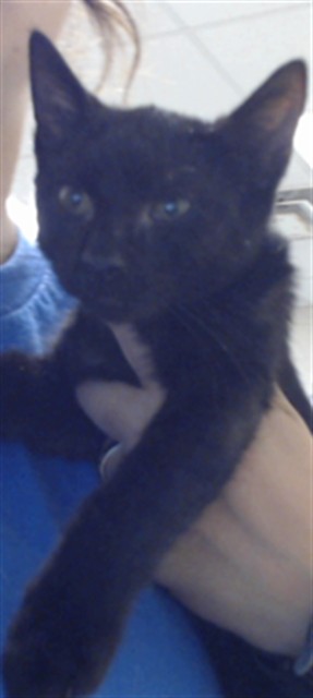 Shelter Stray Male Cat last seen Near BLOCK H BULLARD RD, HOPE MILLS NC 28348, 4704 Corporation Dr, Fayetteville, NC 28306, USA