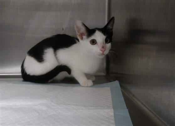 Shelter Stray Female Cat last seen , 11361 W Pico Blvd, Los Angeles, CA 90064, USA