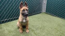 Shelter Stray Male Dog last seen , 11258 Garfield Ave, Downey, CA 90242, USA
