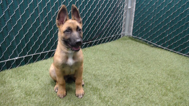 Shelter Stray Male Dog last seen , 11258 Garfield Ave, Downey, CA 90242, USA