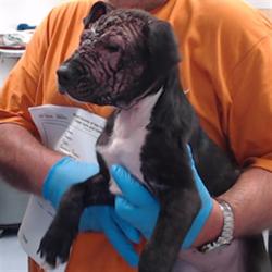 Shelter Stray Female Dog last seen 6TH/ HARRISON, 1419 Bryant St, San Francisco, CA 94103, USA