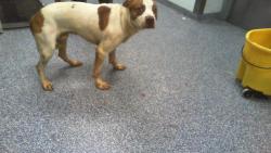 Shelter Stray Male Dog last seen CHARLOTTE, 8315 Byrum Dr, Charlotte, NC 28217, USA