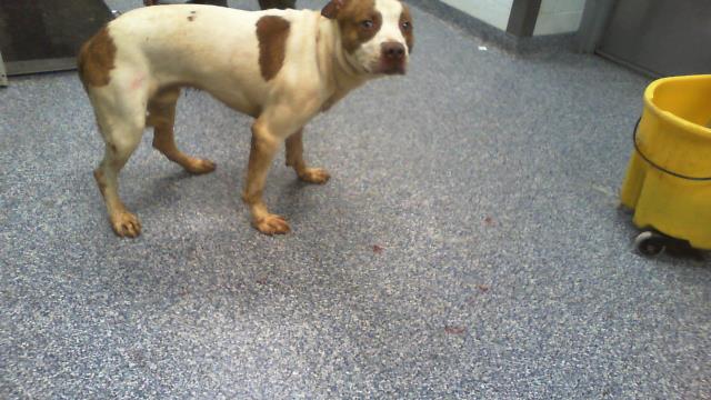 Shelter Stray Male Dog last seen CHARLOTTE, 8315 Byrum Dr, Charlotte, NC 28217, USA