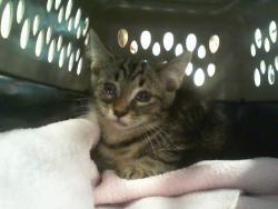 Shelter Stray Male Cat last seen CHARLOTTE, 8315 Byrum Dr, Charlotte, NC 28217, USA