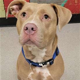 Shelter Stray Female Dog last seen Near, 2600 S Harding St, Indianapolis, IN 46221, USA