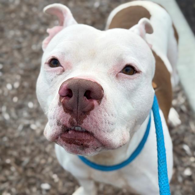 Shelter Stray Female Dog last seen Near, 2600 S Harding St, Indianapolis, IN 46221, USA