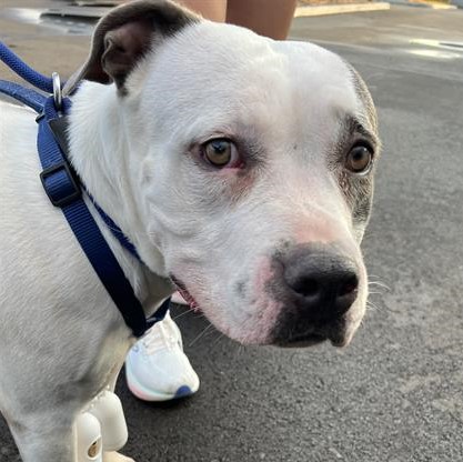 Shelter Stray Female Dog last seen Near, 2600 S Harding St, Indianapolis, IN 46221, USA