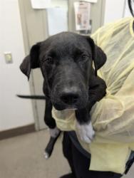 Shelter Stray Male Dog last seen , 4000 N Silverbell Rd, Tucson, AZ 85745, USA