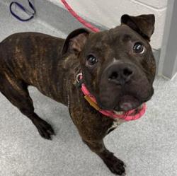 Shelter Stray Male Dog last seen Near, 2600 S Harding St, Indianapolis, IN 46221, USA