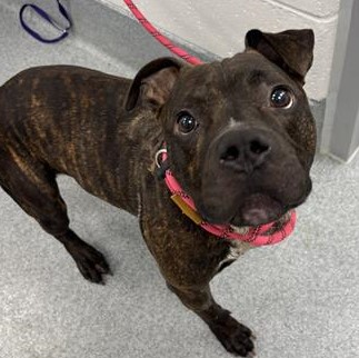 Shelter Stray Male Dog last seen Near, 2600 S Harding St, Indianapolis, IN 46221, USA