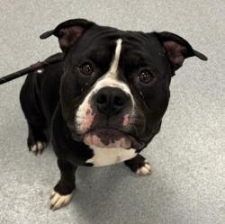 Shelter Stray Male Dog last seen Near, 2600 S Harding St, Indianapolis, IN 46221, USA